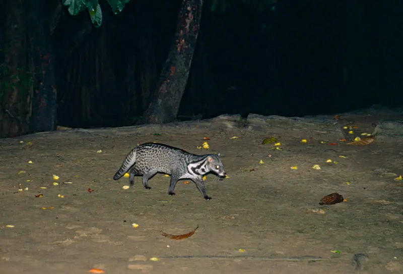 Malay Civet (Viverra tangalunga)