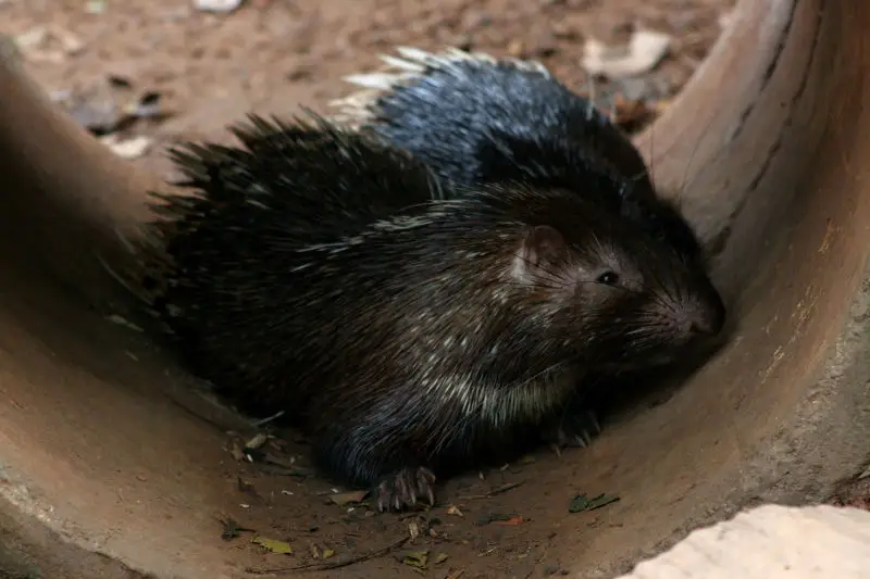 Malayan Porcupine - Facts, Diet, Habitat & Pictures on 