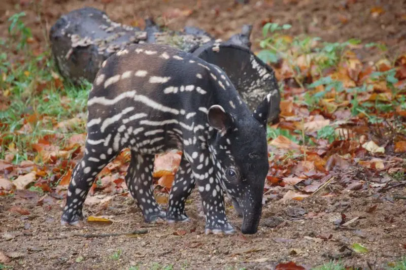 Malayan Tapir Calf