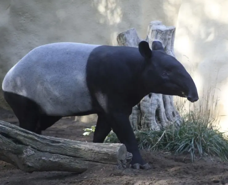 Malaysian Tapir