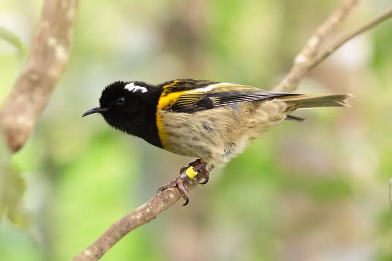 Male hihi (stitchbird) perched on a twig
