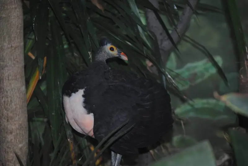 Maleo - Facts, Diet, Habitat & Pictures on Animalia.bio