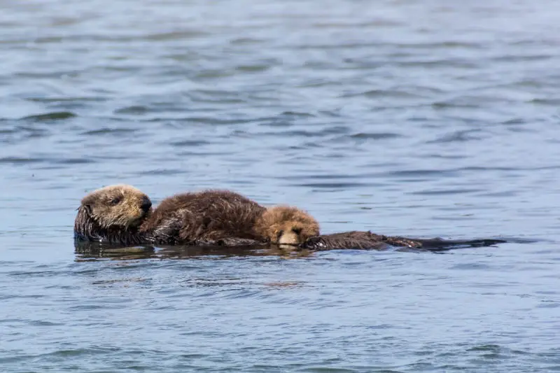 Mama Sea Otter with Pup