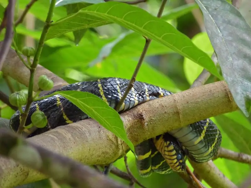 Mangrove Snake (Boiga dendrophila annectens)