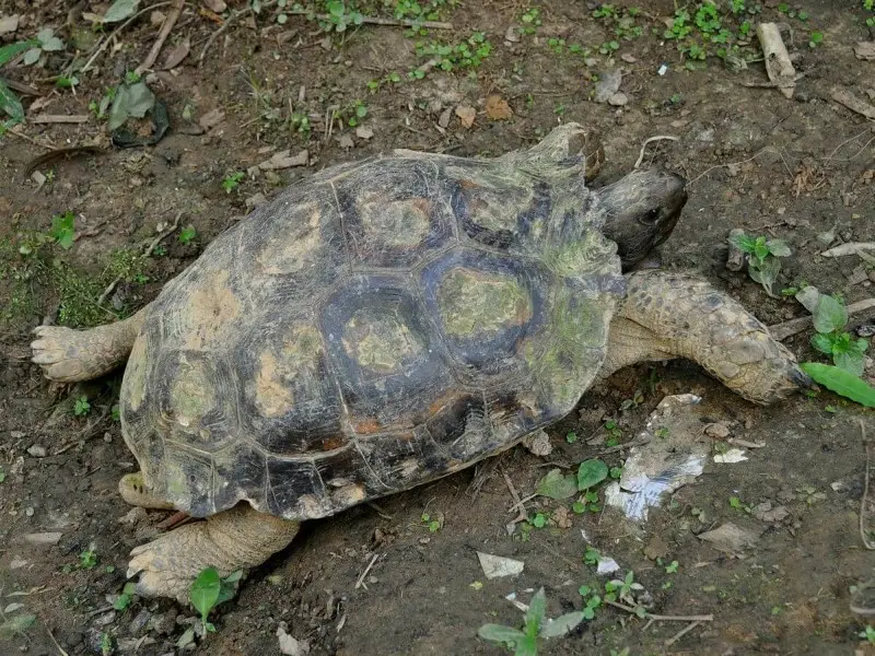 Asian Forest Tortoise photo