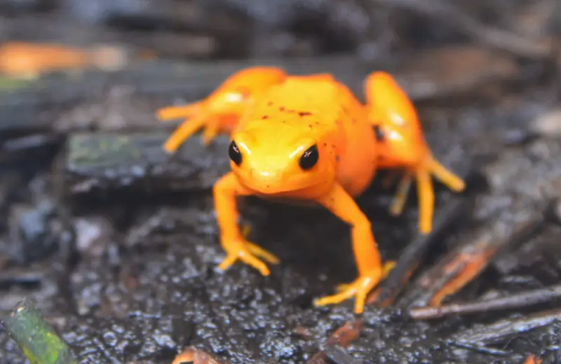 Golden mantella - Facts, Diet, Habitat & Pictures on Animalia.bio