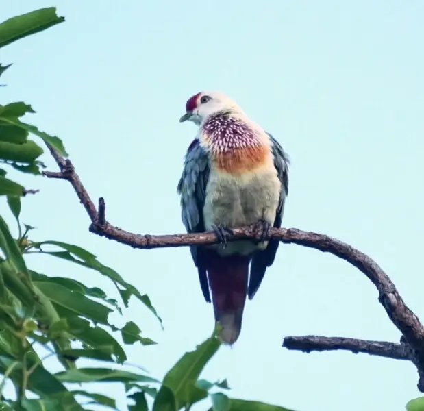 many-colored-fruit-dove-facts-diet-habitat-pictures-on-animalia-bio