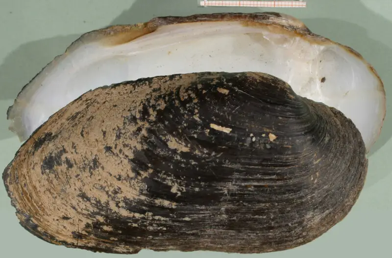 Spengler's freshwater mussel (Margaritifera auricularia or Pseudunio auricularia). Scale is in mm. Locality: Spain: Ebro near Sastago, province of Zaragoza. Date: before 1930, collected by F. Haas.