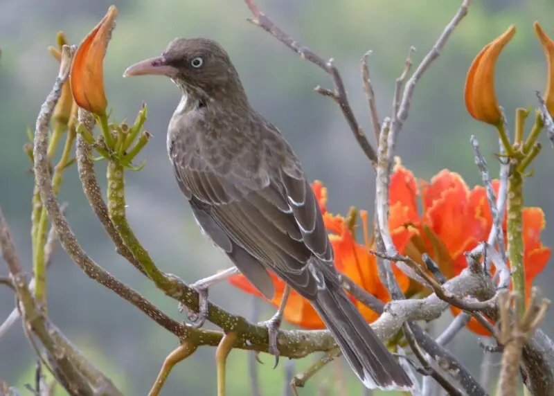 A Pearly-eyed Thrasher on Guana Island, British Virgin Islands.