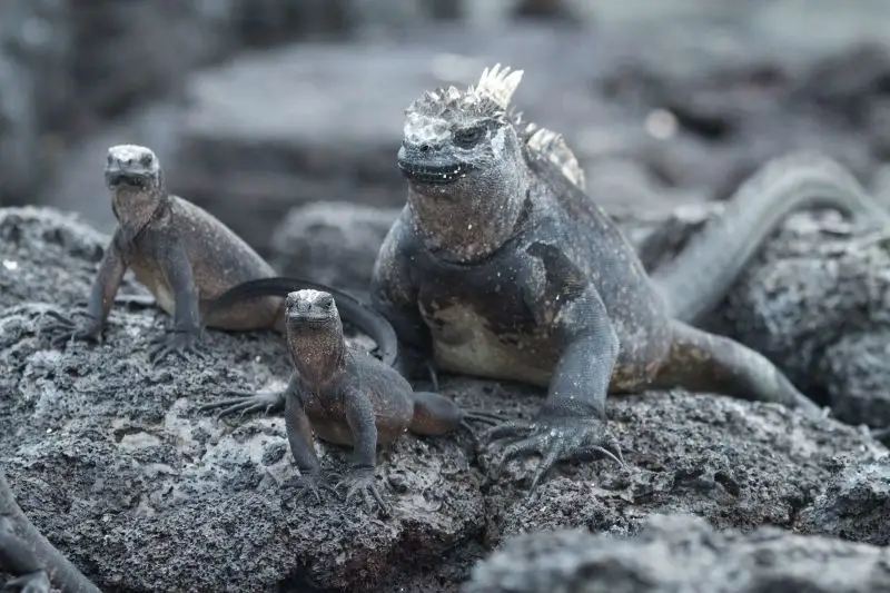 Marine iguanas with babies