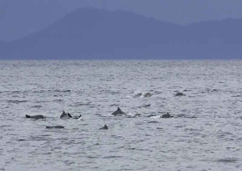 Marine Tucuxi Dolphins, Parati Bay