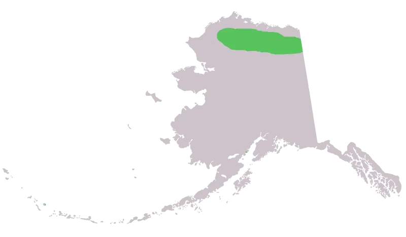 Range of Marmot broweri in Alaska