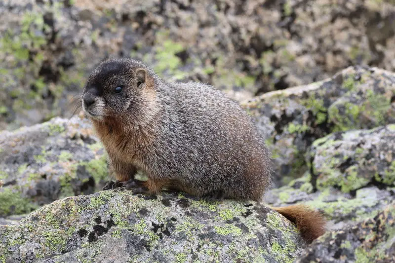 Yellow-Bellied Marmot - Facts, Diet, Habitat & Pictures on Animalia.bio