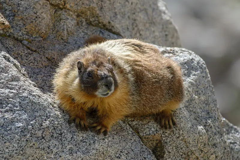 Yellow-Bellied Marmot - Facts, Diet, Habitat & Pictures on Animalia.bio