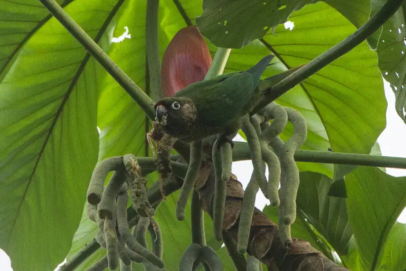 Maroon-bellied Parakeet - Intervales NP - Brazil_S4E2641