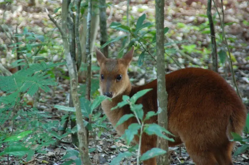 Dwarf brocket deer (Mazama nana), Itaupu Zoo.