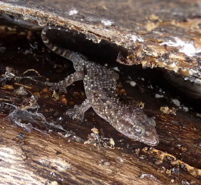 Mediterranean House Gecko - Facts, Diet, Habitat & Pictures on 
