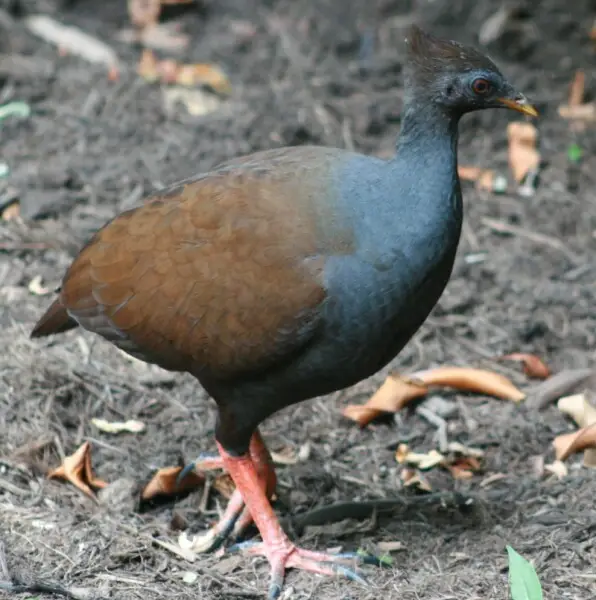 Orange-footed Scrubfowl (Megapodius reinwardt) in the Cairns botanical gardens, Queensland, Australia.