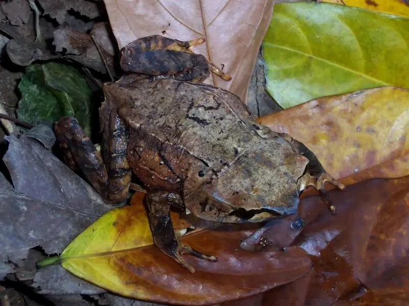 Javan Horned Frog, Megophrys montana; dorsal view.  From Kuningan, West Java, Indonesia.