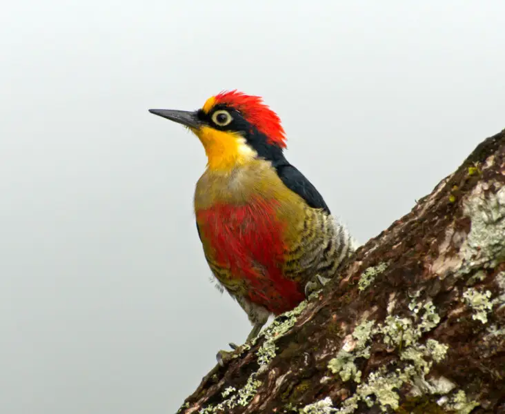 A Yellow-fronted Woodpecker in Parque Nacional do Itatiaia, Rio de Janeiro, Brazil.
