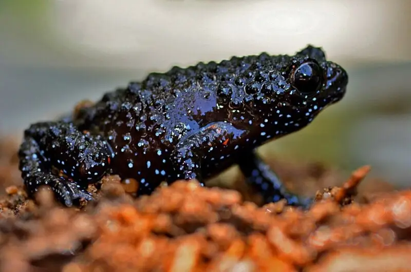 Malabar black narrow-mouthed Frog