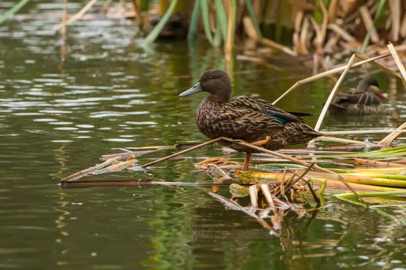 Meller's Duck - Lac Alarobia - Madagascar_S4E6823