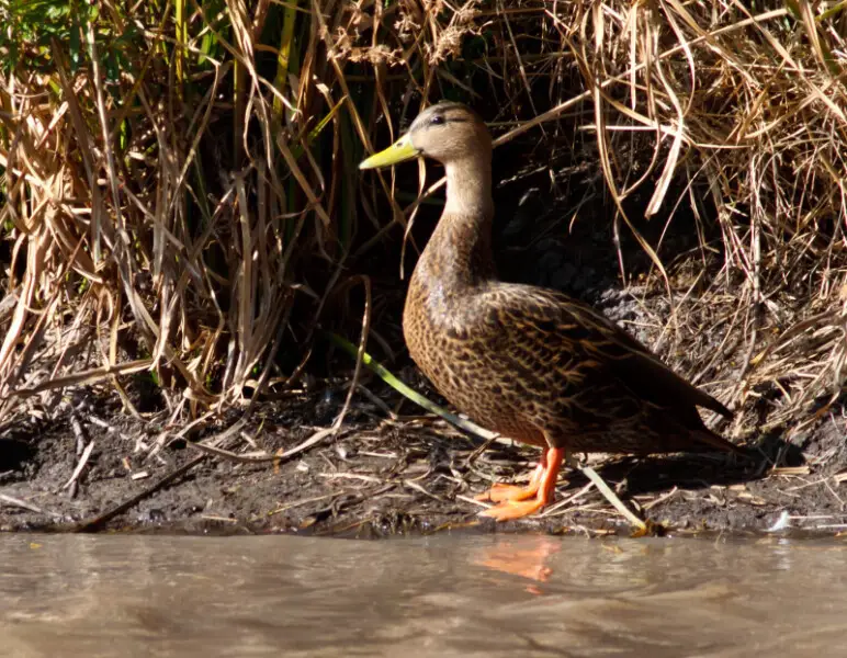 A Mexican Duck (either a subspecies of Mallard or a separate species, depending on which reference you consult).  This is likely a female; separation of sexes is difficult.  Photo taken at El Charco de Ingenio, San Miguel de Allende, Guanajuato, Mexico
