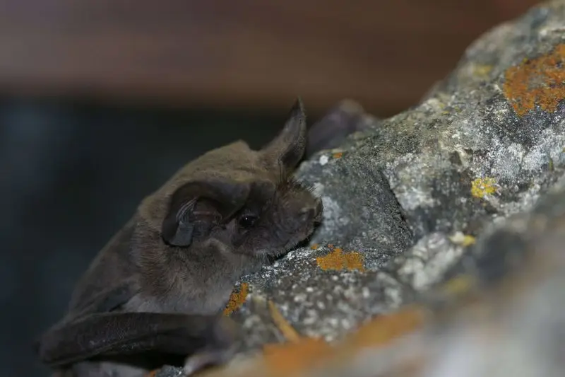 Mexican free-tailed bat_photocredit DaveJ