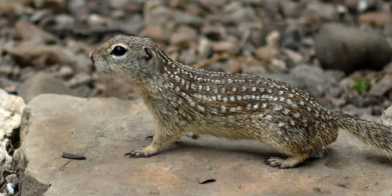 Mexican ground squirrel (Ictidomys mexicanus)  Laguna Atascosa National Wildlife Refuge, Cameron County, Texas, USA.  Formerly (Spermophilus mexicanus).  Photographed in situ on 12 April 2016 by William L. Farr.