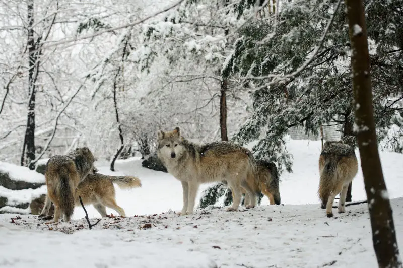 Mexican Wolf Pack