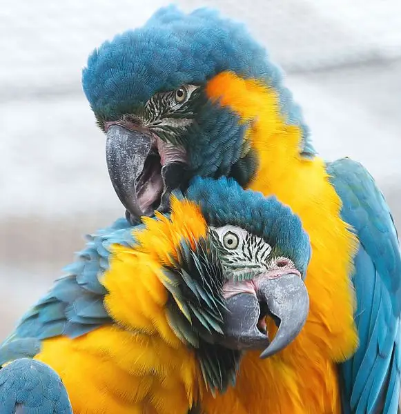 Blue-Throated Macaw photo