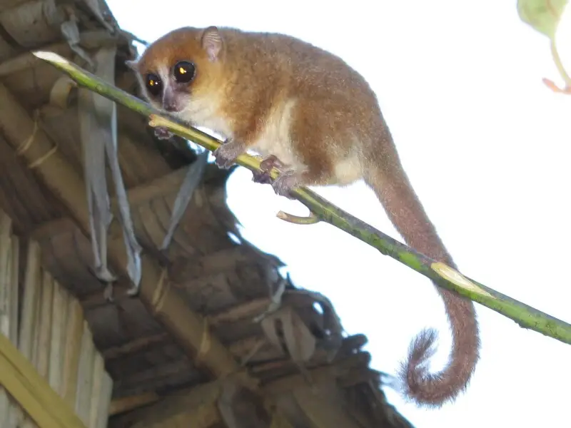 Gerp's mouse lemur (Microcebus gerpi): Holotype 02y09 fina (male)