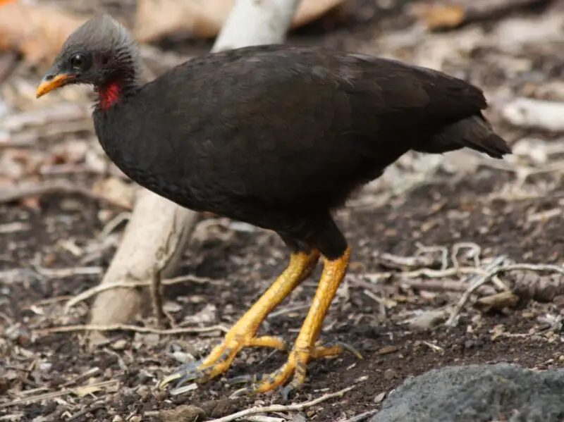 Photos taken on the island of Sariguan, Commonwealth of the Northern Mariana Islands, in June 2010.

Micronesian megapode (Megapodius laperouse).