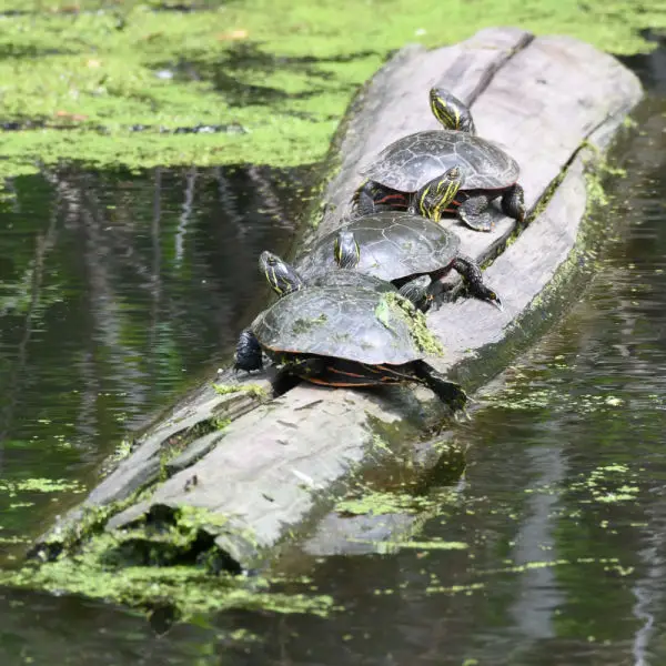 Midland Painted Turtles