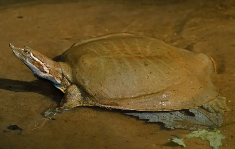 Creature feature: The more vulnerable spiny softshell turtle