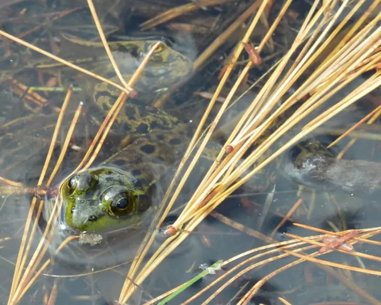 Mink Frog (Lithobates septentrionalis) in Algonquin Provincial Park, Ontario, Canada.
