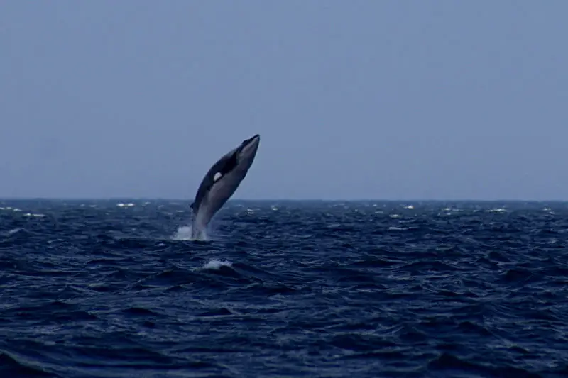 Minke Whale Breaching