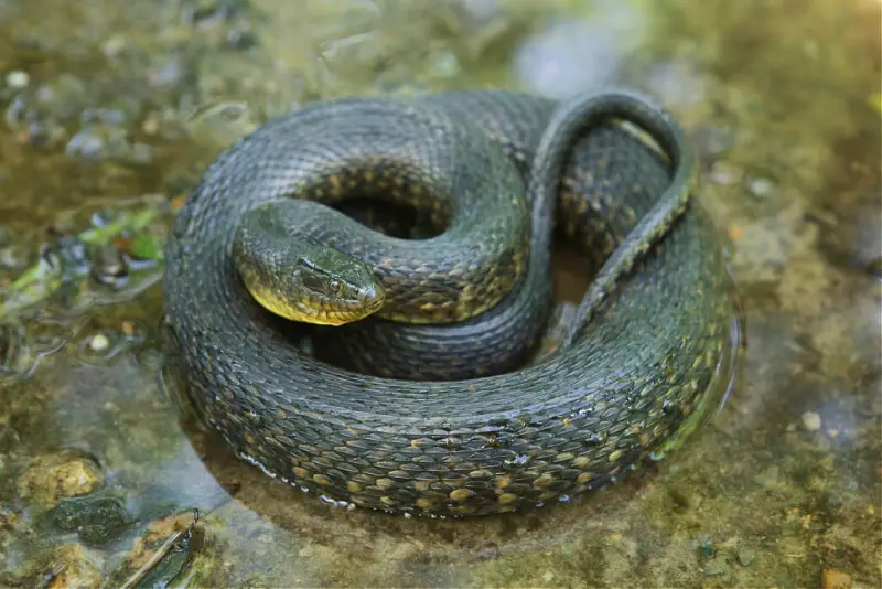 Mississippi Green Water Snake, Nerodia cyclopion, in Faulkner County, Arkansas