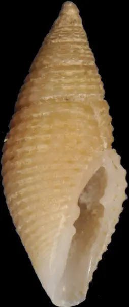 PRESERVED_SPECIMEN; Mitromorpha biplicata Dall, 1889; Type status: 	N/A; Identified by:	Fallon P.; Individual count:	1; Event date: 	2015-06-28T06:37:00Z