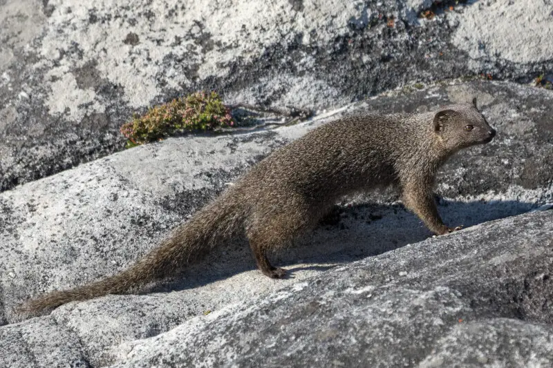 The Cape gray mongoose (Galerella pulverulenta), also called the small gray mongoose, on top of table mountain