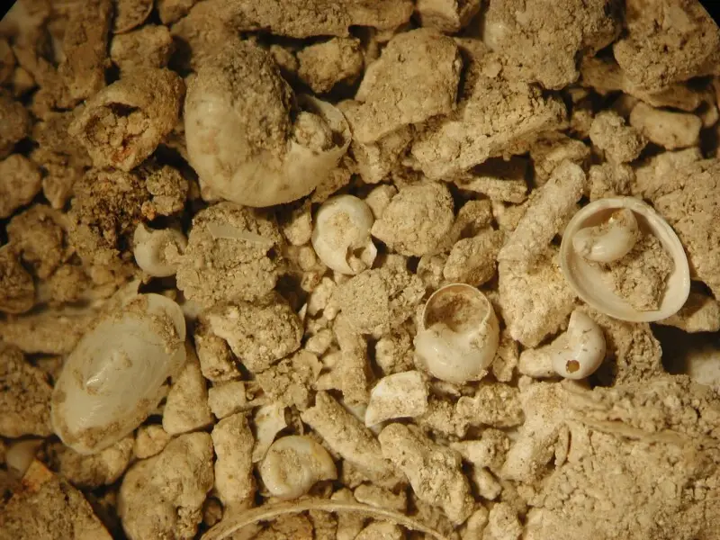 Sample of freshwater calcareous tufa from Kanne in the Valley of the Jeker, south of Maastricht, Netherlands, Holocene age; amorphous calcium carbonate, incrustrated Characeae stems, freshwater shells of the species Valvata piscinalis, Valvata cristata, B