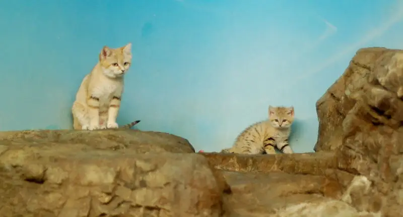 Mom and Baby Sand Cat