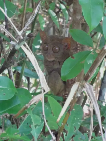 Moment of reckoning- the Philippine Tarsier