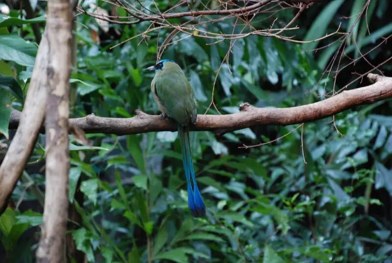Blue-crowned Motmot at Woodland Park Zoo, Seattle, Washington, USA. It is a sub-adult - its racquet-shaped tail feathers have not fully formed.