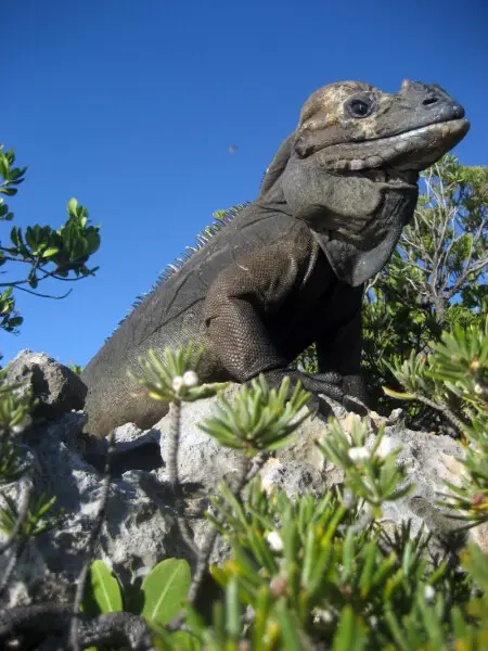 Mona ground iguana (Cyclura cornuta stejnegeri)