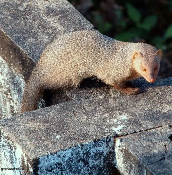 Small Asian Mongoose Facts, Diet, Habitat & Pictures on Animalia.bio