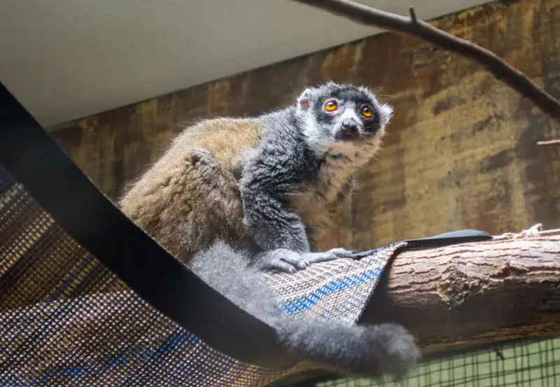 mongoose lemur - Cleveland Zoo