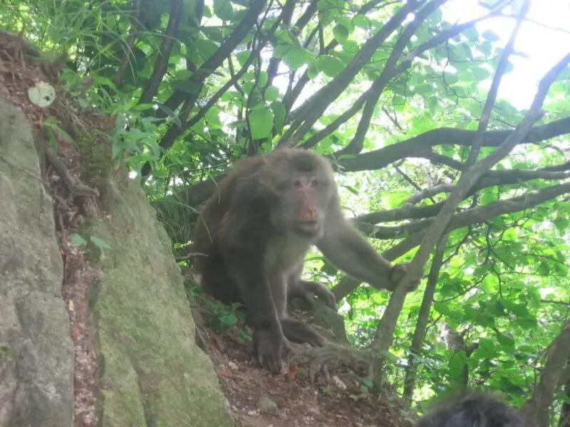 Monkey_seen_on_a_Chinese_mountain