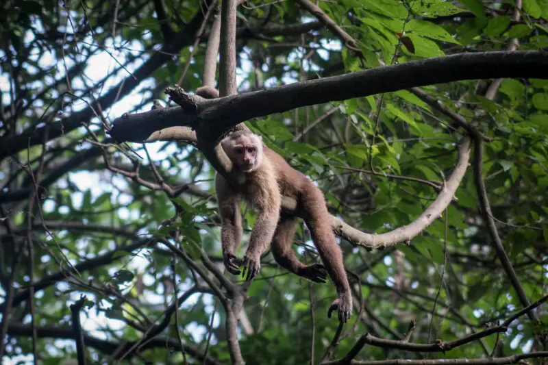 Mono descansa a gran altura, en los arboles del Parque Nacional Natural Tayrona




Esta fotograf?a fue tomada en el municipio colombiano con c?digo 47001.
