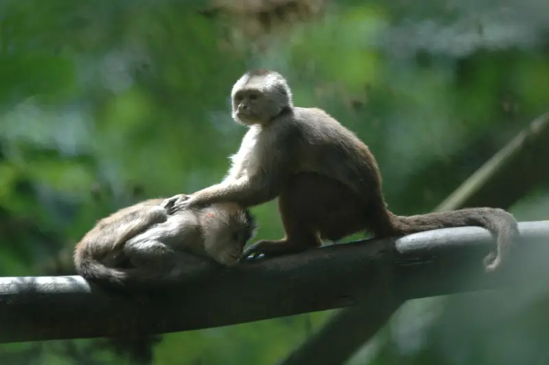 Monos Capuchinos soltados en la selva virgen de la Reserva Buenaventura de la Fundación “Jocotoco” de Piñas